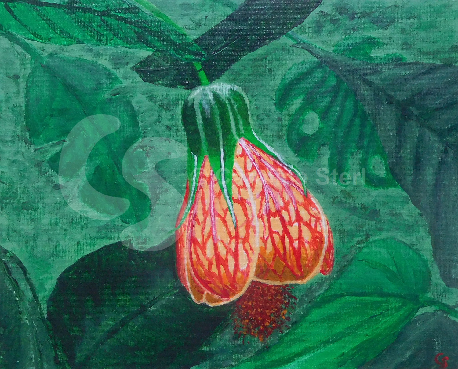 Painting: Red Vein Chinese Lantern
